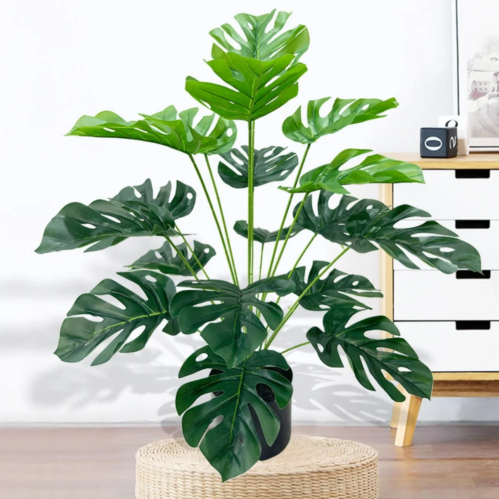 Tanaman Bonsai Daun Kura-Kura  - Bonsai Garden Desk ulasan dan harga