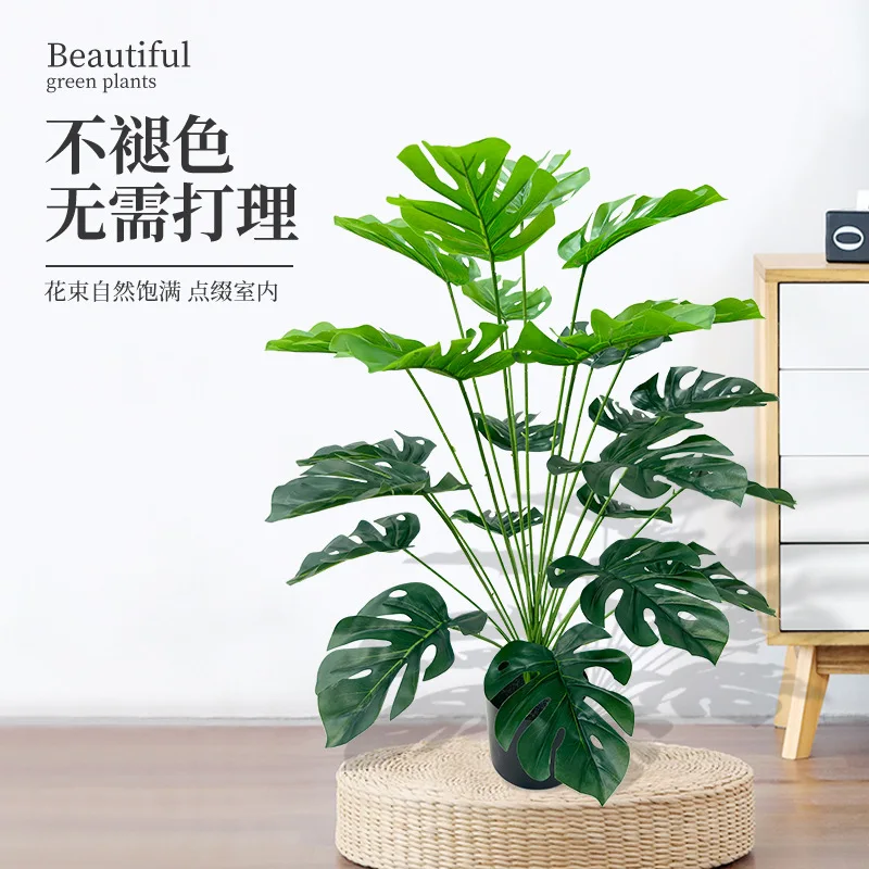 Tanaman Bonsai Daun Kura-Kura  - Bonsai Garden Desk ulasan dan harga