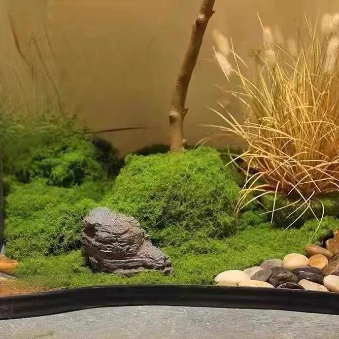 200G Rumput Lumut Kehidupan Ab - Bonsai Garden Home ulasan dan harga