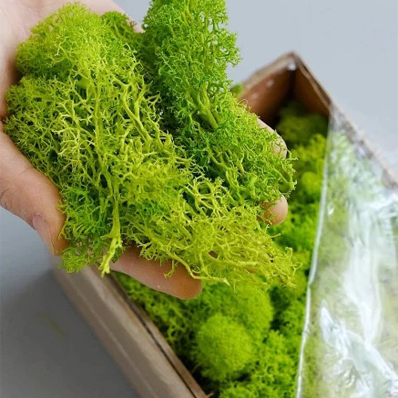 100/200/500G Lumut Kehidupan A - Bonsai Garden Ideas ulasan dan harga